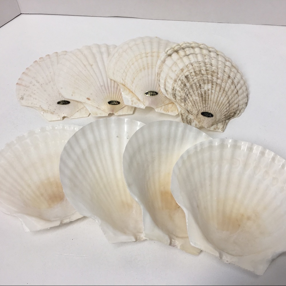 Genuine Baking Sea Shells - Picture 2 of 8